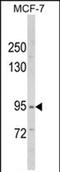 VPS53 Subunit Of GARP Complex antibody, PA5-72528, Invitrogen Antibodies, Western Blot image 