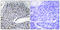 Interferon Regulatory Factor 3 antibody, LS-C117658, Lifespan Biosciences, Immunohistochemistry paraffin image 