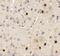 SPRY Domain Containing 3 antibody, NBP1-77116, Novus Biologicals, Immunohistochemistry paraffin image 