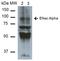 Sodium Channel Epithelial 1 Alpha Subunit antibody, orb383746, Biorbyt, Western Blot image 