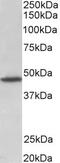 Potassium Voltage-Gated Channel Subfamily C Member 3 antibody, 42-935, ProSci, Western Blot image 