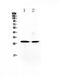 Myogenic factor 5 antibody, PA5-79715, Invitrogen Antibodies, Western Blot image 