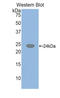 Glutathione Synthetase antibody, LS-C294279, Lifespan Biosciences, Western Blot image 