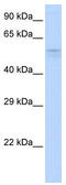 Tripartite Motif Containing 39 antibody, TA337805, Origene, Western Blot image 