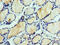 Ephrin A3 antibody, LS-C375633, Lifespan Biosciences, Immunohistochemistry paraffin image 
