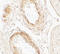 Golgin A5 antibody, A02176, Boster Biological Technology, Immunohistochemistry frozen image 