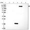 DExH-Box Helicase 29 antibody, PA5-58339, Invitrogen Antibodies, Western Blot image 