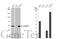 Insulin Like Growth Factor 2 MRNA Binding Protein 1 antibody, GTX134816, GeneTex, Western Blot image 