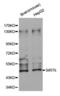 Sirtuin 6 antibody, abx001167, Abbexa, Western Blot image 
