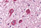Free Fatty Acid Receptor 1 antibody, MBS243557, MyBioSource, Immunohistochemistry paraffin image 