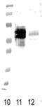 Formyl Peptide Receptor 1 antibody, 30108, QED Bioscience, Western Blot image 