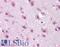 Doublecortin Like Kinase 2 antibody, LS-B4635, Lifespan Biosciences, Immunohistochemistry frozen image 