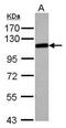 SRBP1 antibody, PA5-27460, Invitrogen Antibodies, Western Blot image 