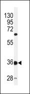 PILR Alpha Associated Neural Protein antibody, LS-C156955, Lifespan Biosciences, Western Blot image 