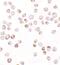 TGFB1-Induced Anti-Apoptotic Factor 1 antibody, PA5-34538, Invitrogen Antibodies, Immunocytochemistry image 