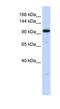 Zinc finger protein 112 antibody, NBP1-80325, Novus Biologicals, Western Blot image 