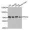 Protein Disulfide Isomerase Family A Member 4 antibody, abx003217, Abbexa, Western Blot image 