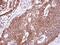 Endothelin B receptor antibody, PA5-34636, Invitrogen Antibodies, Immunohistochemistry frozen image 