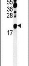 CCHC-Type Zinc Finger Nucleic Acid Binding Protein antibody, PA5-24717, Invitrogen Antibodies, Western Blot image 