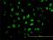 CAMP Responsive Element Binding Protein 5 antibody, H00009586-M02, Novus Biologicals, Immunocytochemistry image 