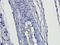 CD163 antibody, orb13303, Biorbyt, Immunohistochemistry paraffin image 