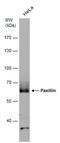 Paxillin antibody, GTX633769, GeneTex, Western Blot image 