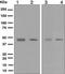 Double homeobox protein 4 antibody, ab124699, Abcam, Western Blot image 