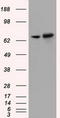 Sorting Nexin 9 antibody, CF501252, Origene, Western Blot image 