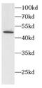 Histone deacetylase 3 antibody, FNab10321, FineTest, Western Blot image 