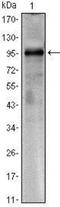 CREB Regulated Transcription Coactivator 1 antibody, NBP1-51631, Novus Biologicals, Western Blot image 