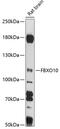 F-Box Protein 10 antibody, 15-769, ProSci, Western Blot image 