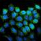 CD38 Molecule antibody, A00193-3, Boster Biological Technology, Immunofluorescence image 