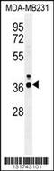 Interferon Regulatory Factor 1 antibody, 56-084, ProSci, Western Blot image 