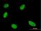 Glial Cells Missing Transcription Factor 1 antibody, H00008521-M03, Novus Biologicals, Immunofluorescence image 