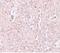 Solute Carrier Family 39 Member 13 antibody, NBP1-76509, Novus Biologicals, Immunohistochemistry frozen image 