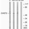 Carbohydrate Sulfotransferase 2 antibody, A08119, Boster Biological Technology, Western Blot image 