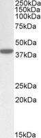 ER Lipid Raft Associated 1 antibody, GTX88392, GeneTex, Western Blot image 