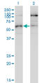 Serine/threonine-protein kinase 38-like antibody, LS-C134041, Lifespan Biosciences, Western Blot image 