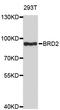 Bromodomain-containing protein 2 antibody, STJ29878, St John