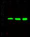 E3 ubiquitin-protein ligase CHIP antibody, GTX02047, GeneTex, Western Blot image 