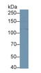 BetaKlotho antibody, LS-C719165, Lifespan Biosciences, Western Blot image 