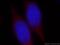 Wipi4 antibody, 19194-1-AP, Proteintech Group, Immunofluorescence image 
