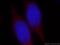 WD Repeat Domain 45 antibody, 19194-1-AP, Proteintech Group, Immunofluorescence image 