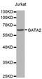 GATA Binding Protein 2 antibody, LS-C331150, Lifespan Biosciences, Western Blot image 
