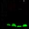 Interleukin 17F antibody, GTX02350, GeneTex, Western Blot image 