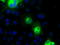 P105 antibody, TA501158, Origene, Immunofluorescence image 