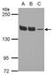 SWI/SNF Related, Matrix Associated, Actin Dependent Regulator Of Chromatin Subfamily C Member 1 antibody, PA5-30174, Invitrogen Antibodies, Western Blot image 