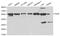 Prolyl 4-Hydroxylase Subunit Beta antibody, LS-C192269, Lifespan Biosciences, Western Blot image 