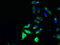 Phospholipase D Family Member 4 antibody, CSB-PA839298LA01HU, Cusabio, Immunofluorescence image 