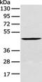 Cytokine Receptor Like Factor 2 antibody, CSB-PA976066, Cusabio, Western Blot image 